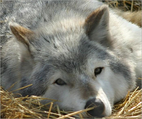 الحيوان فى القران