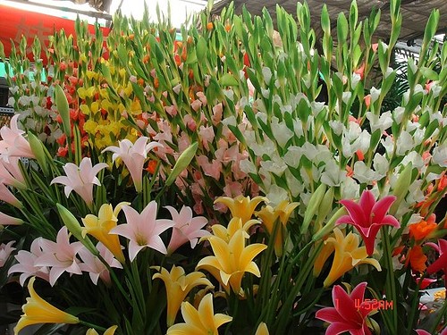 النبات فى القران